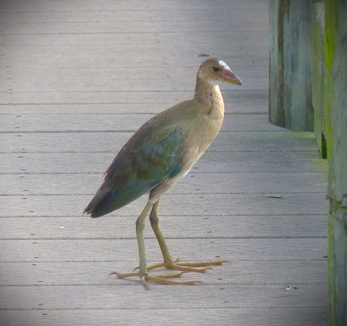 Purple Gallinule - ML634130277