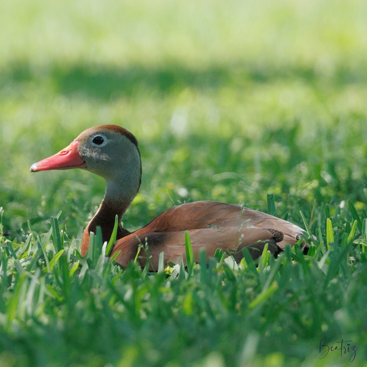 Black-bellied Whistling-Duck - ML634130306