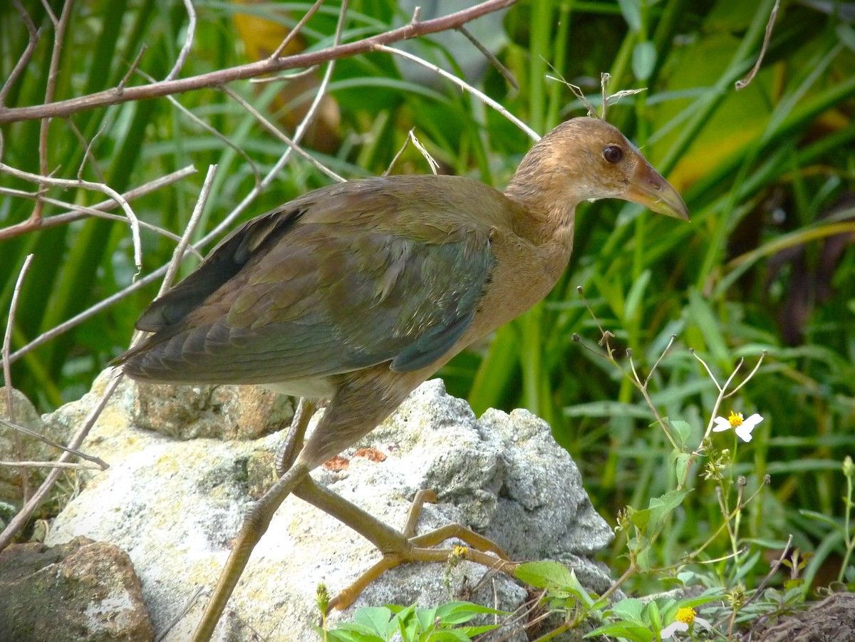 Purple Gallinule - ML634130308