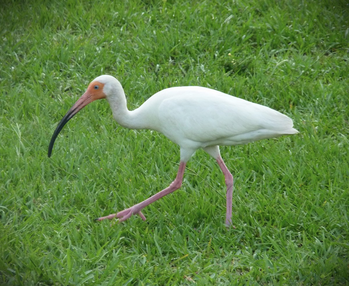 White Ibis - ML634130323