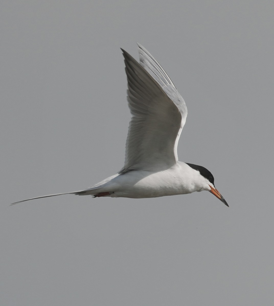 Forster's Tern - ML634130324