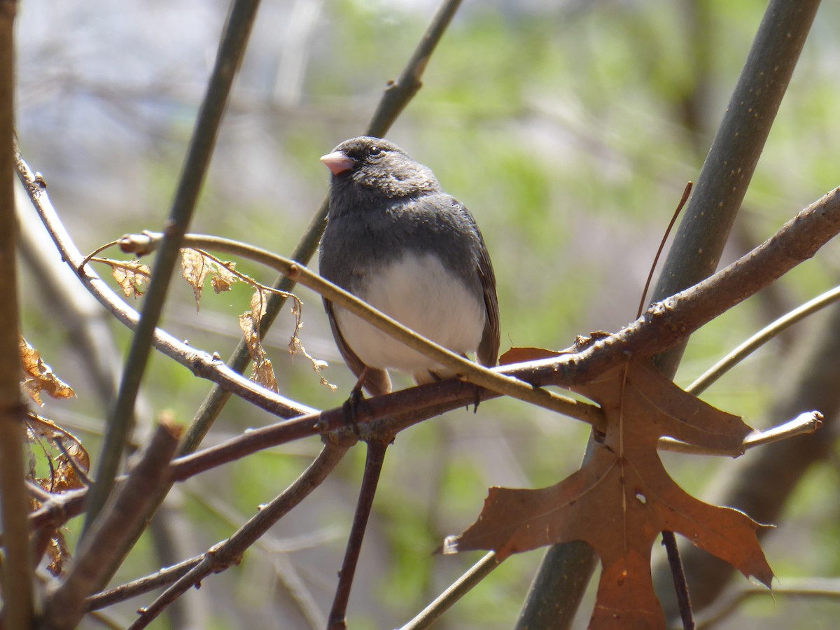 Dark-eyed Junco - ML634130325