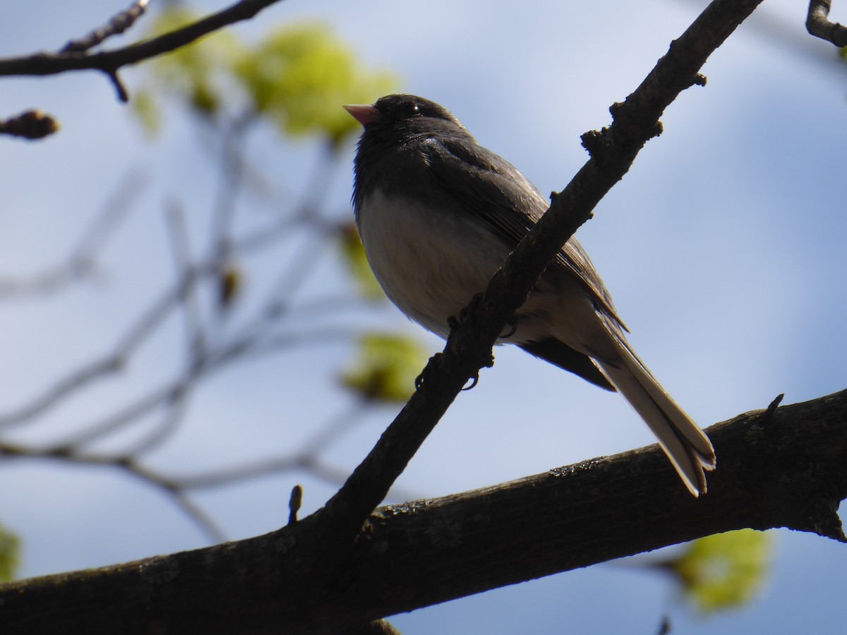 Dark-eyed Junco - ML634130332