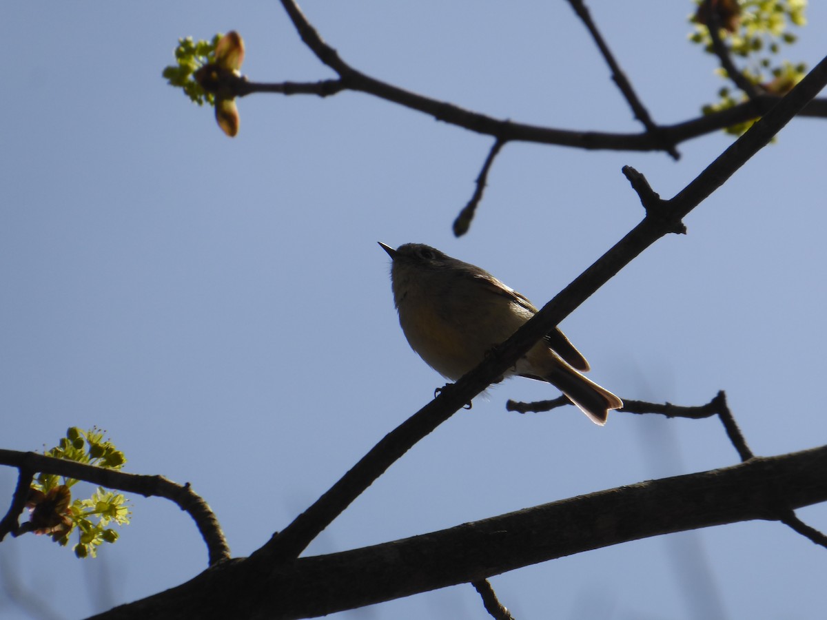 Ruby-crowned Kinglet - ML634130357