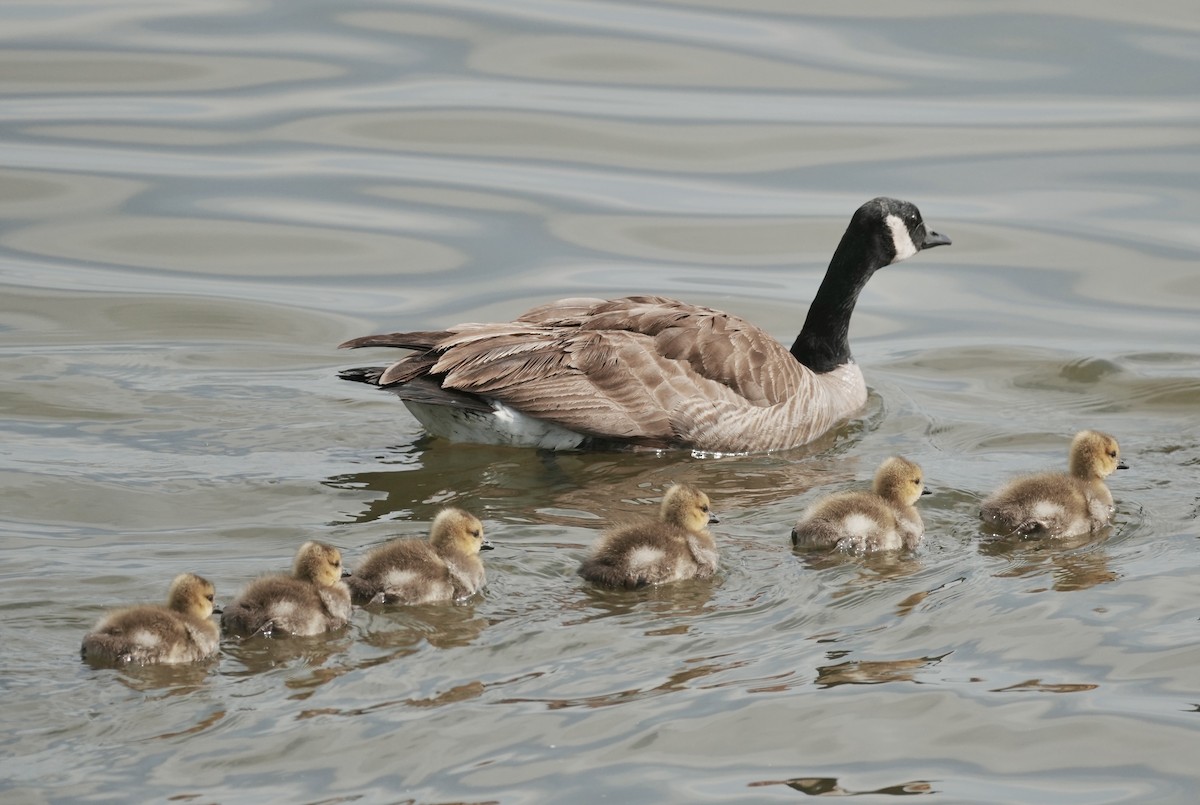Canada Goose - ML634130408