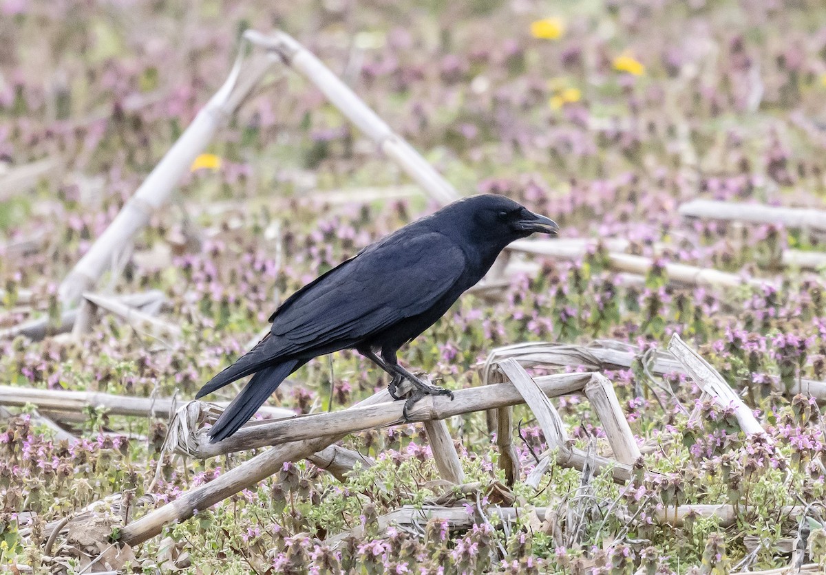 Fish Crow - ML634130555