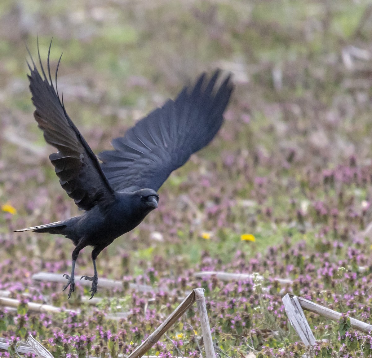 Fish Crow - ML634130564