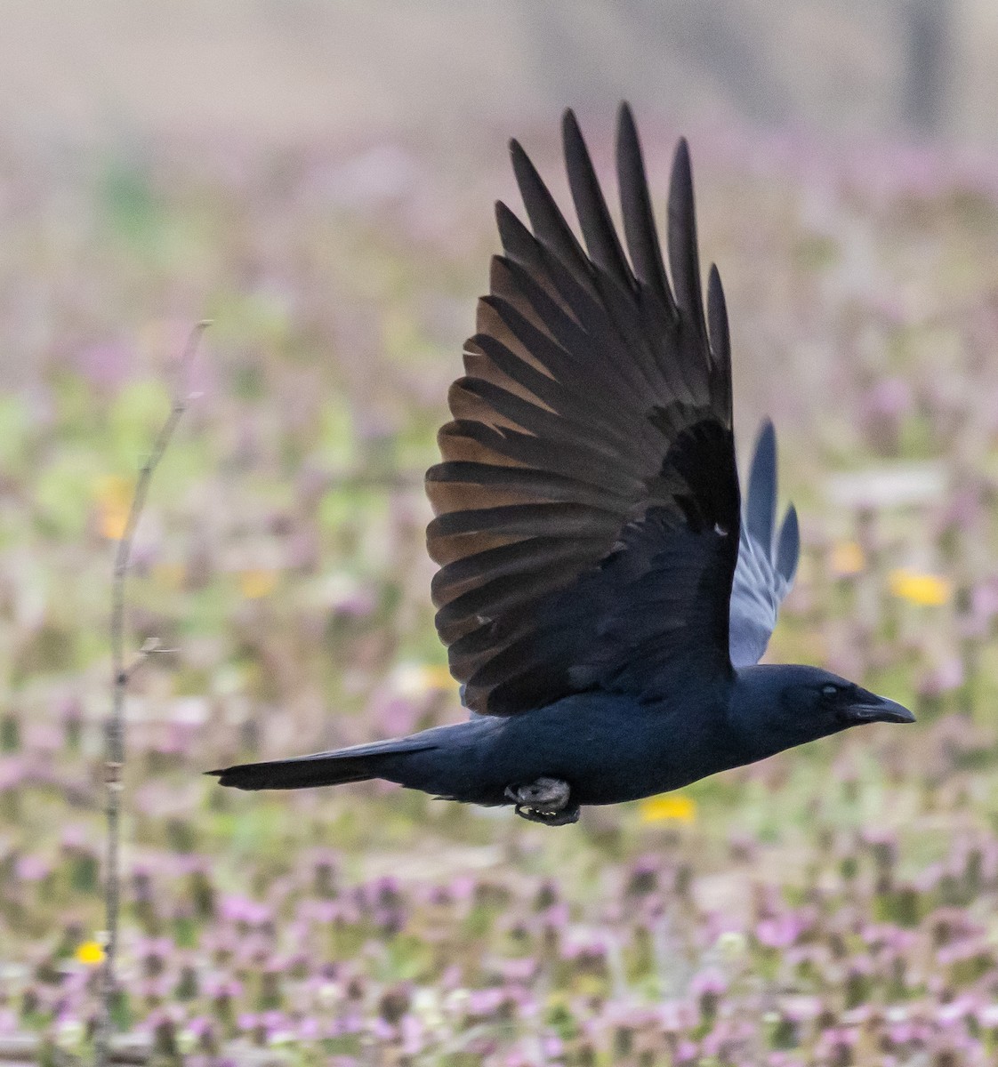 Fish Crow - ML634130573