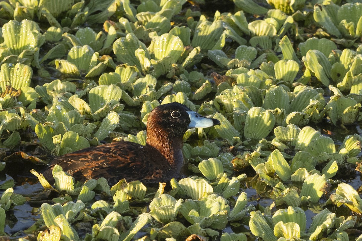 Masked Duck - ML634130581