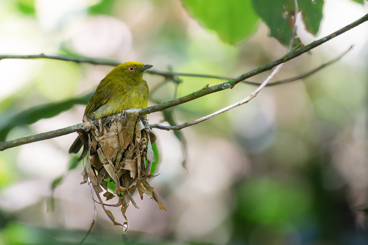 Yellow-headed Manakin - ML634130610