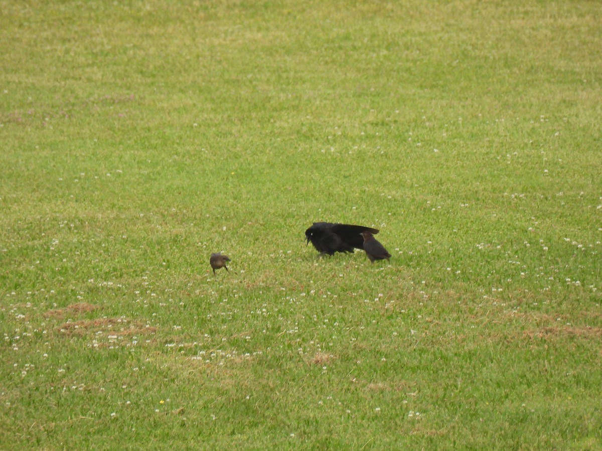 Great-tailed Grackle - ML634130940