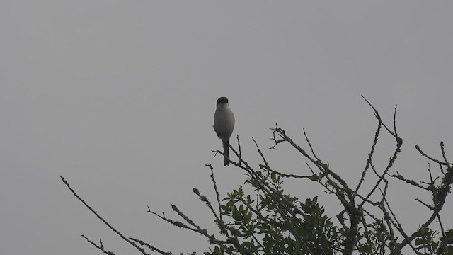Loggerhead Shrike - ML634130946