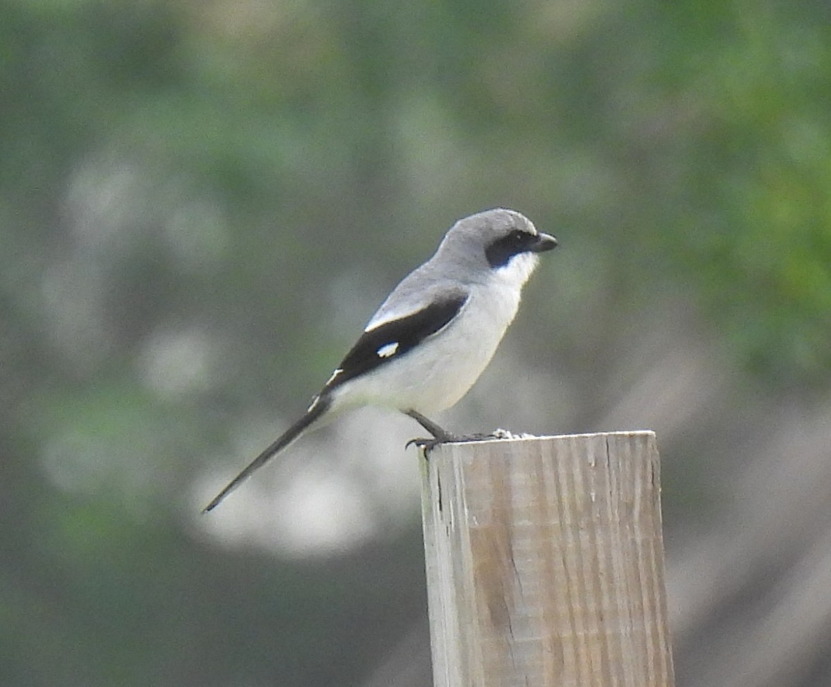 Loggerhead Shrike - ML634130993