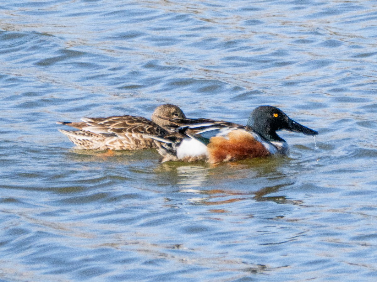 מרית צפונית - ML634131211
