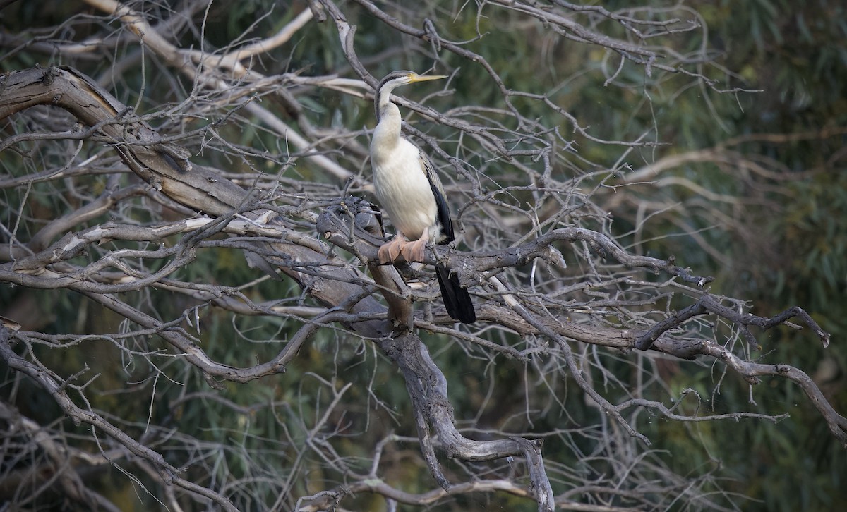 Australasian Darter - ML634131244