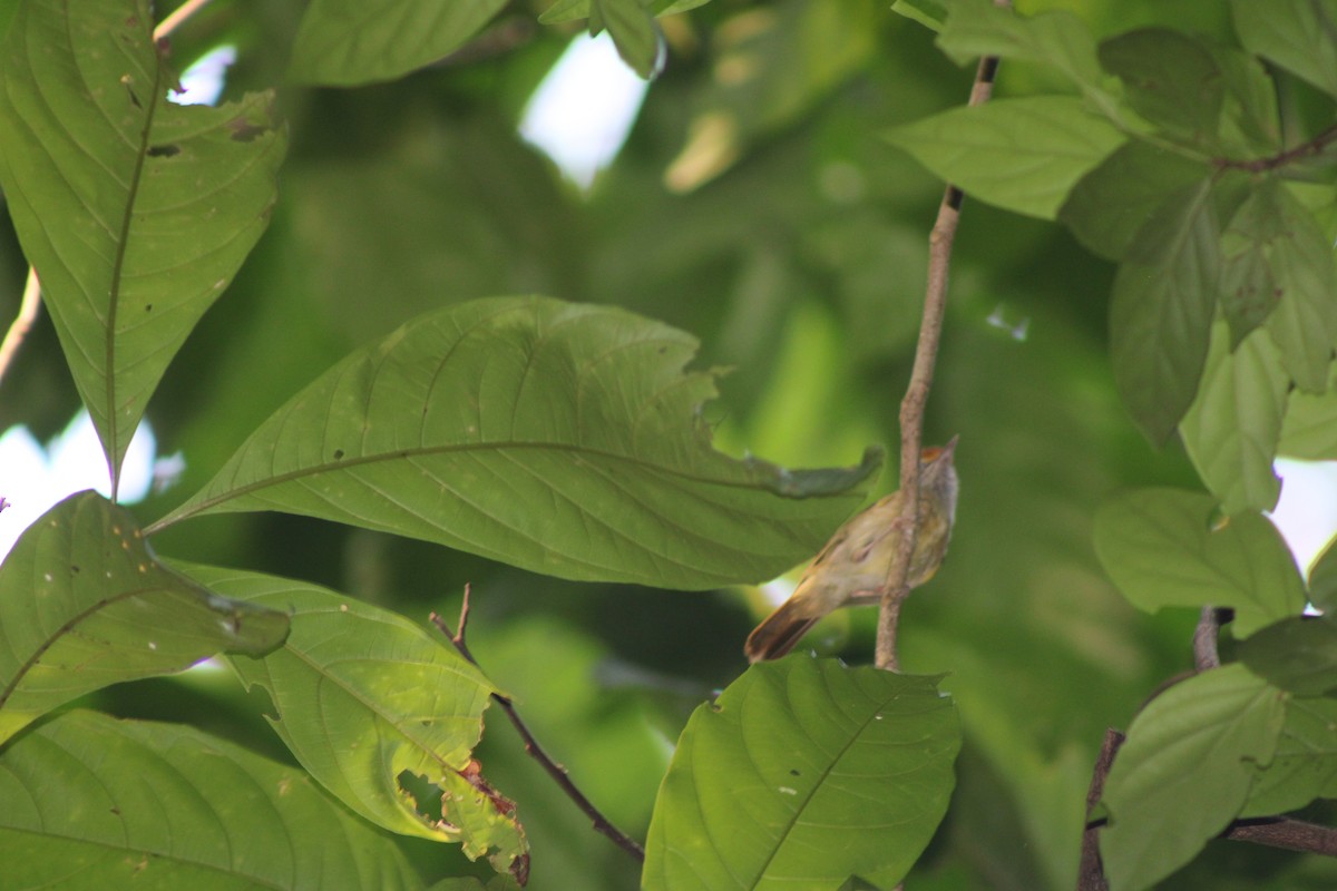 Fuchsscheitelvireo - ML634131381