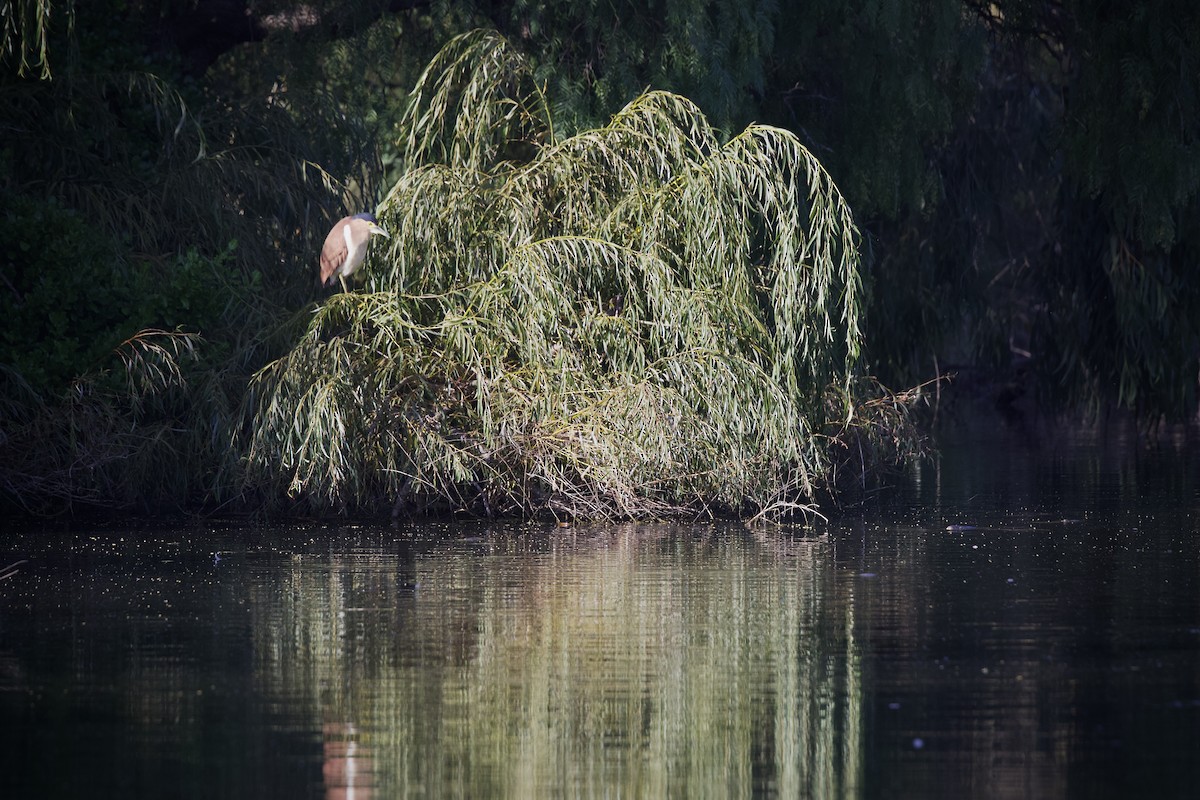 Nankeen Night Heron - ML634131486