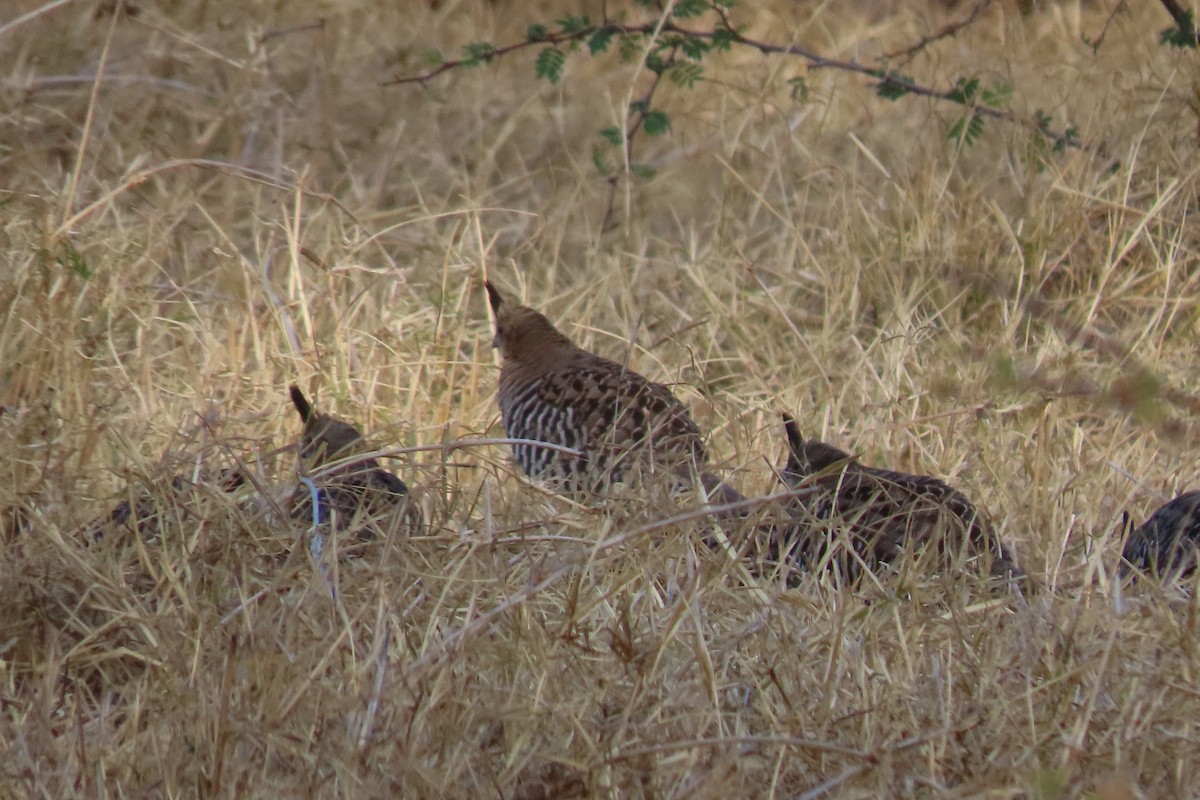 Banded Quail - ML634131547