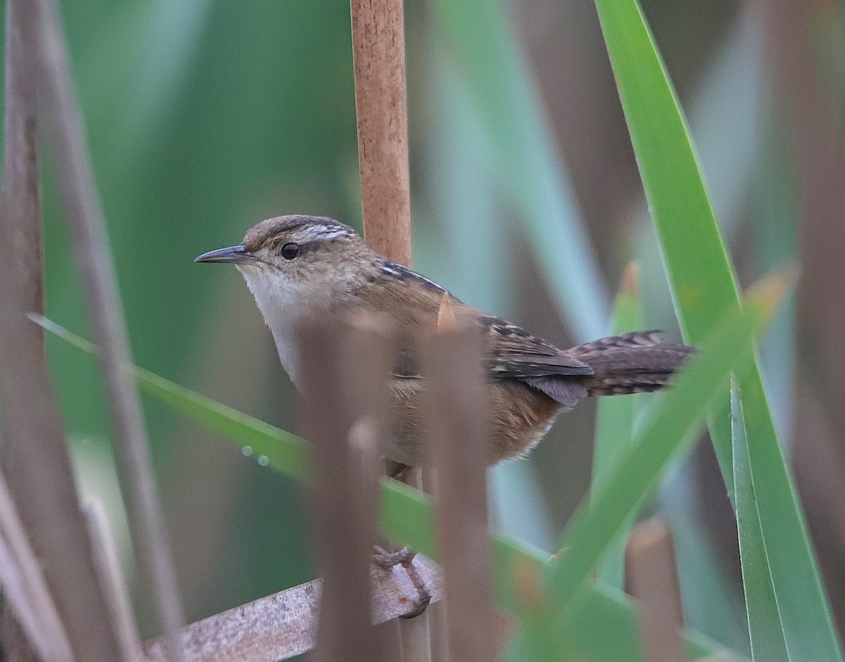 Marsh Wren - ML634131557
