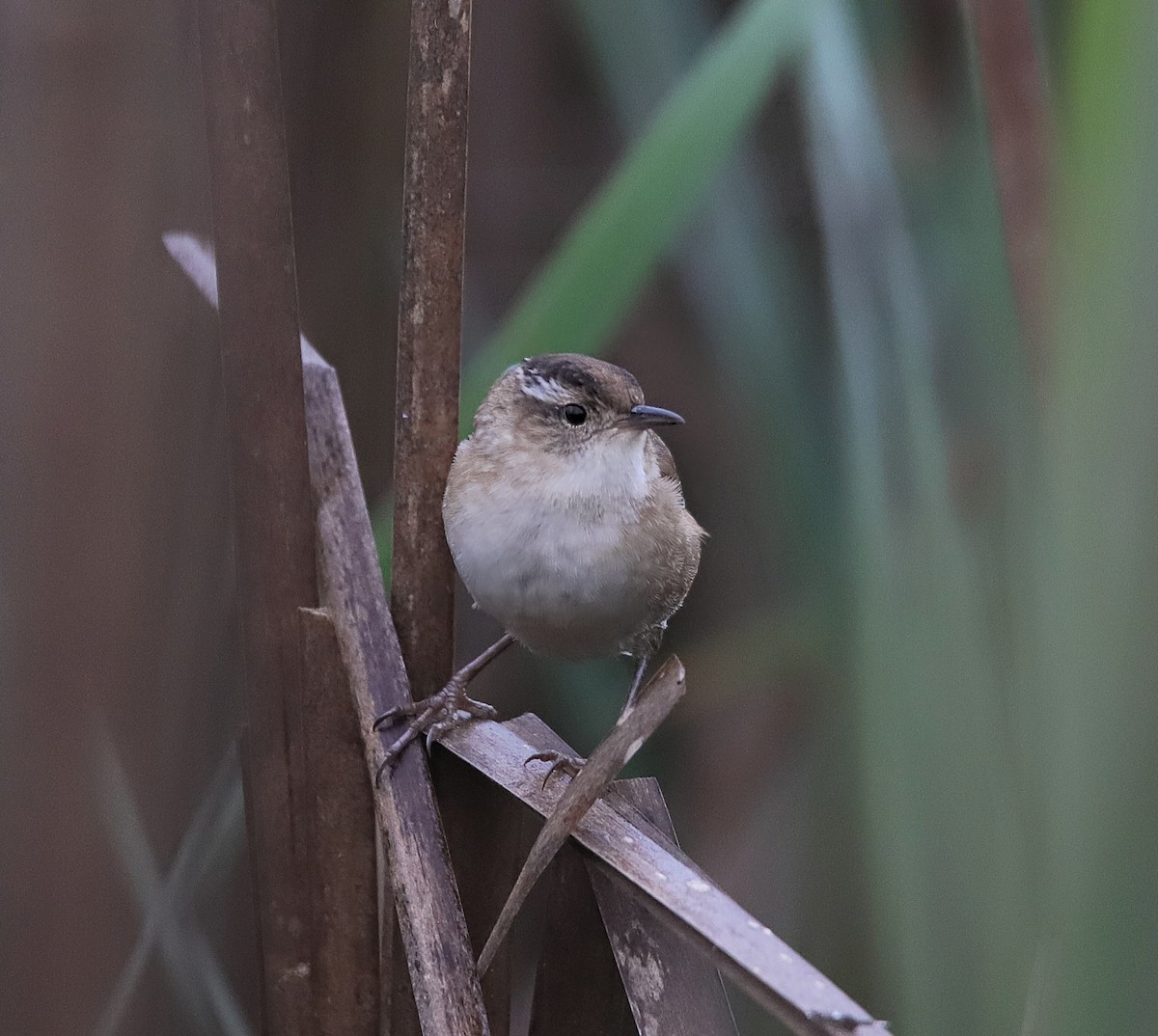 Marsh Wren - ML634131559
