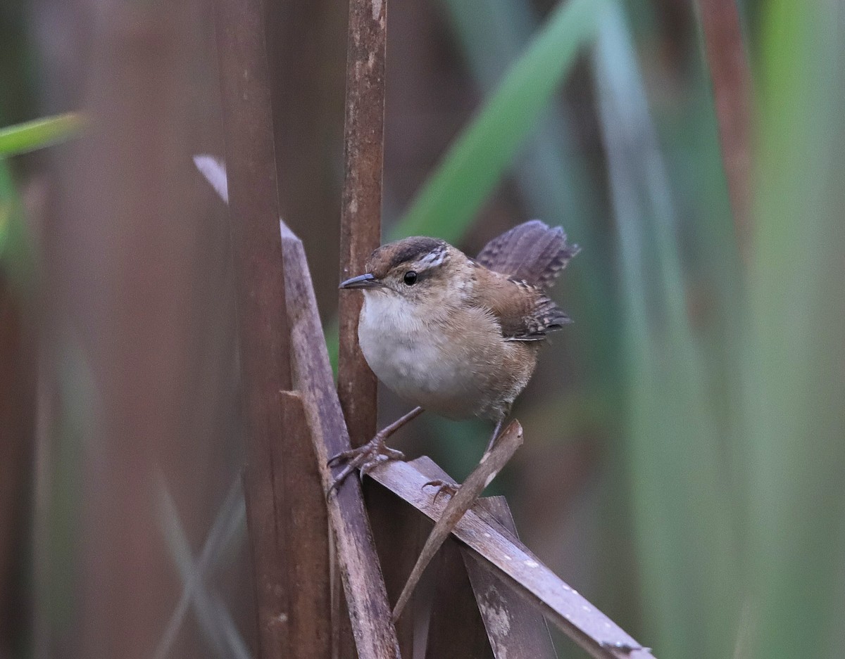Marsh Wren - ML634131563
