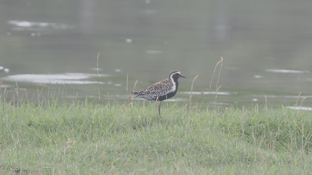 Pacific Golden-Plover - ML634131723