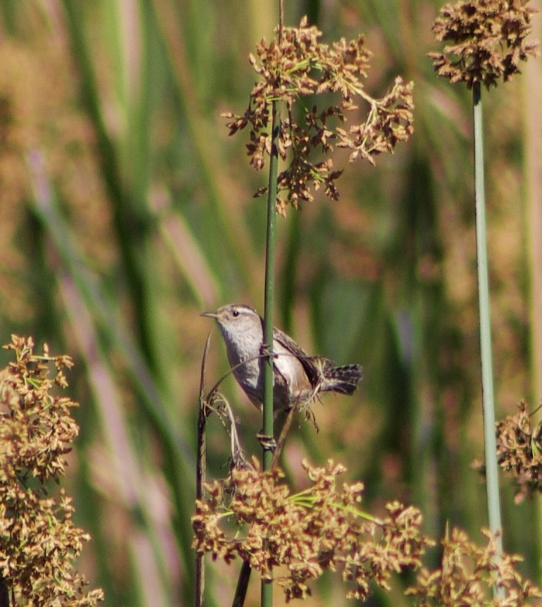 Marsh Wren - ML634131802