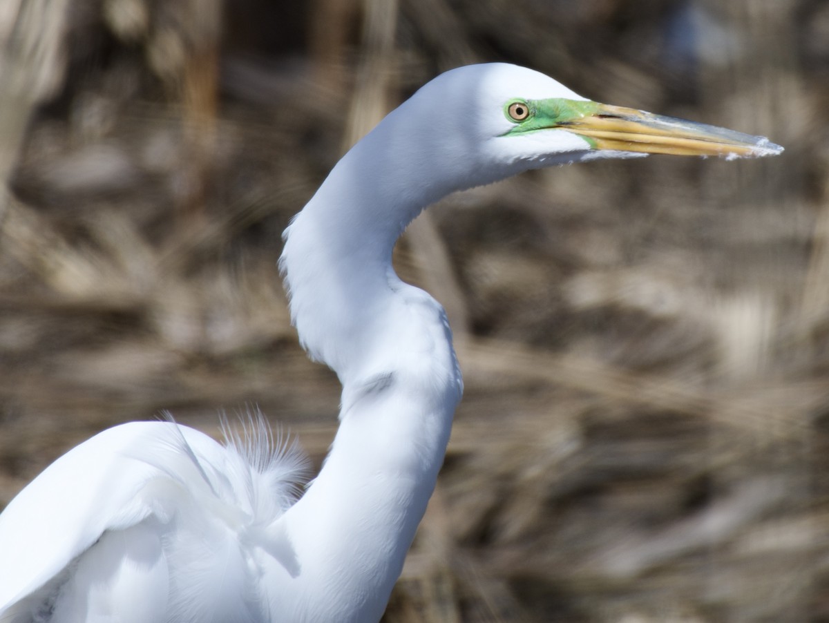 Great Egret - ML634131833