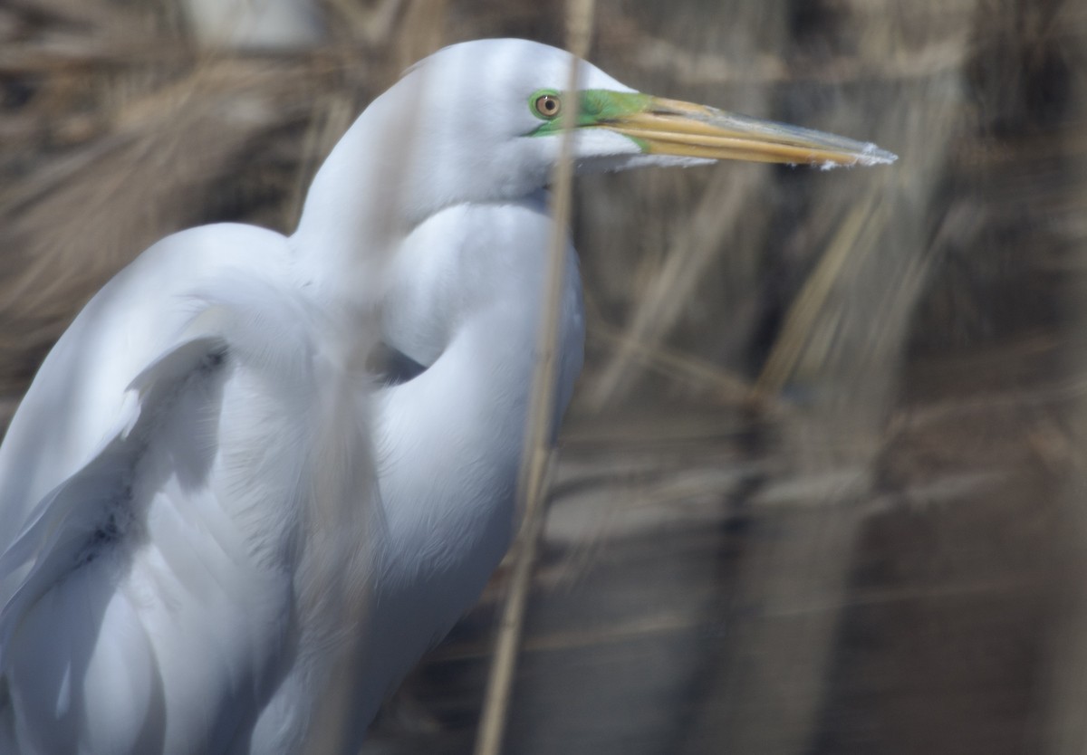 Great Egret - ML634131834