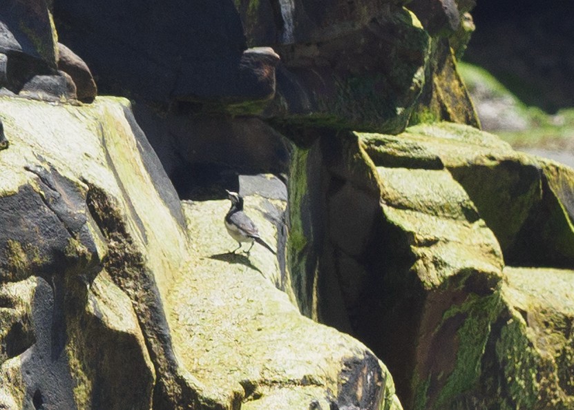 White Wagtail - ML634131840