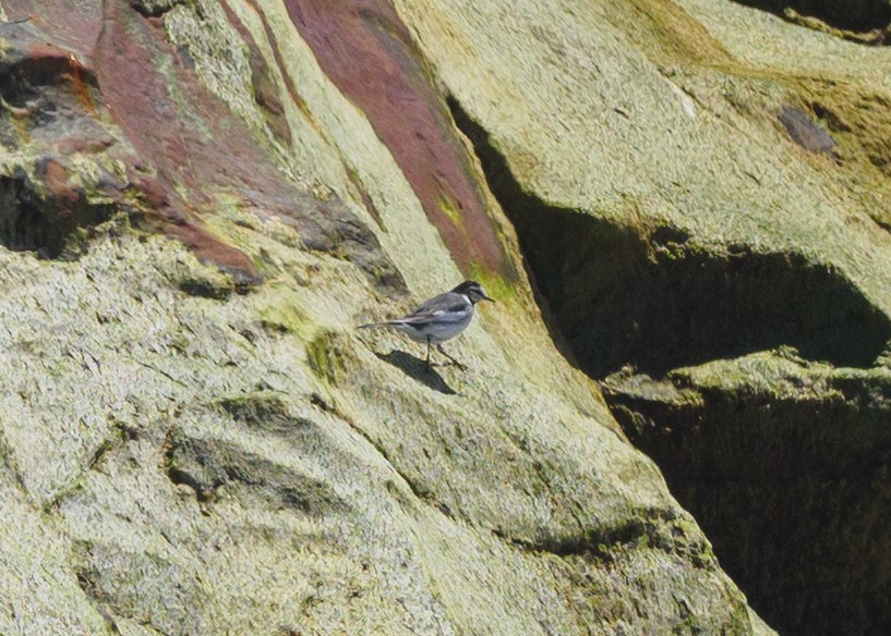 White Wagtail - ML634131841