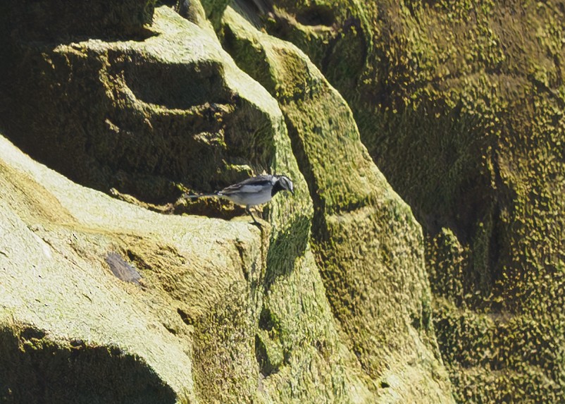 White Wagtail - ML634131842