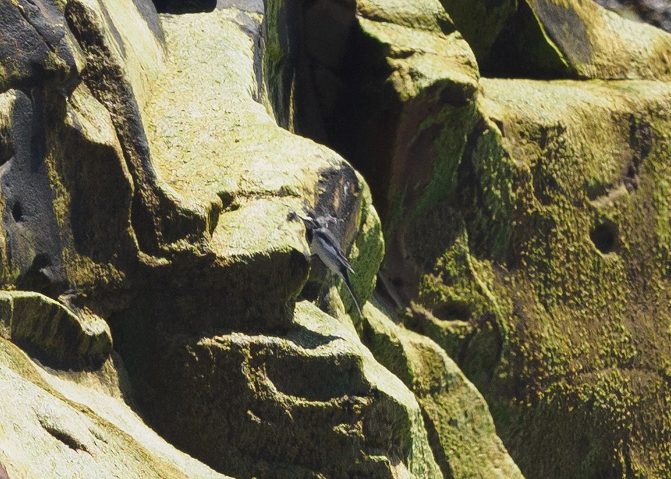 White Wagtail - ML634131843