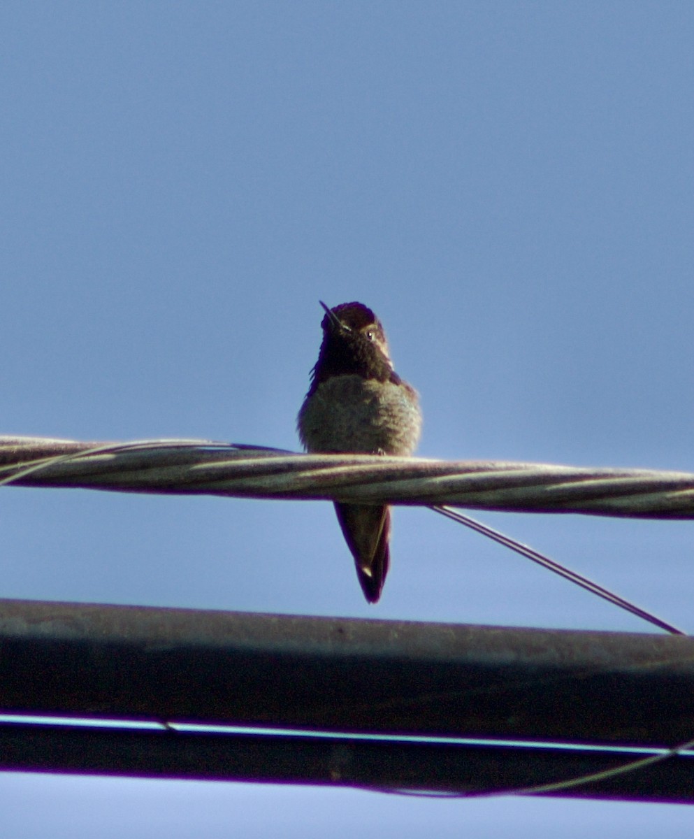 Anna's Hummingbird - ML634131860