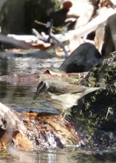 Louisiana Waterthrush - ML634131876