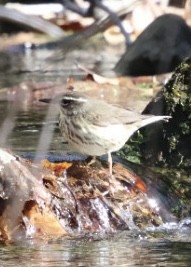 Louisiana Waterthrush - ML634131877