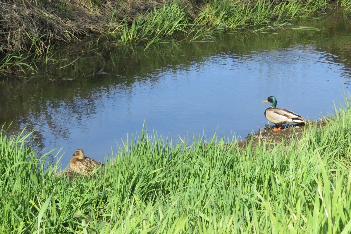 Mallard - ML634131957