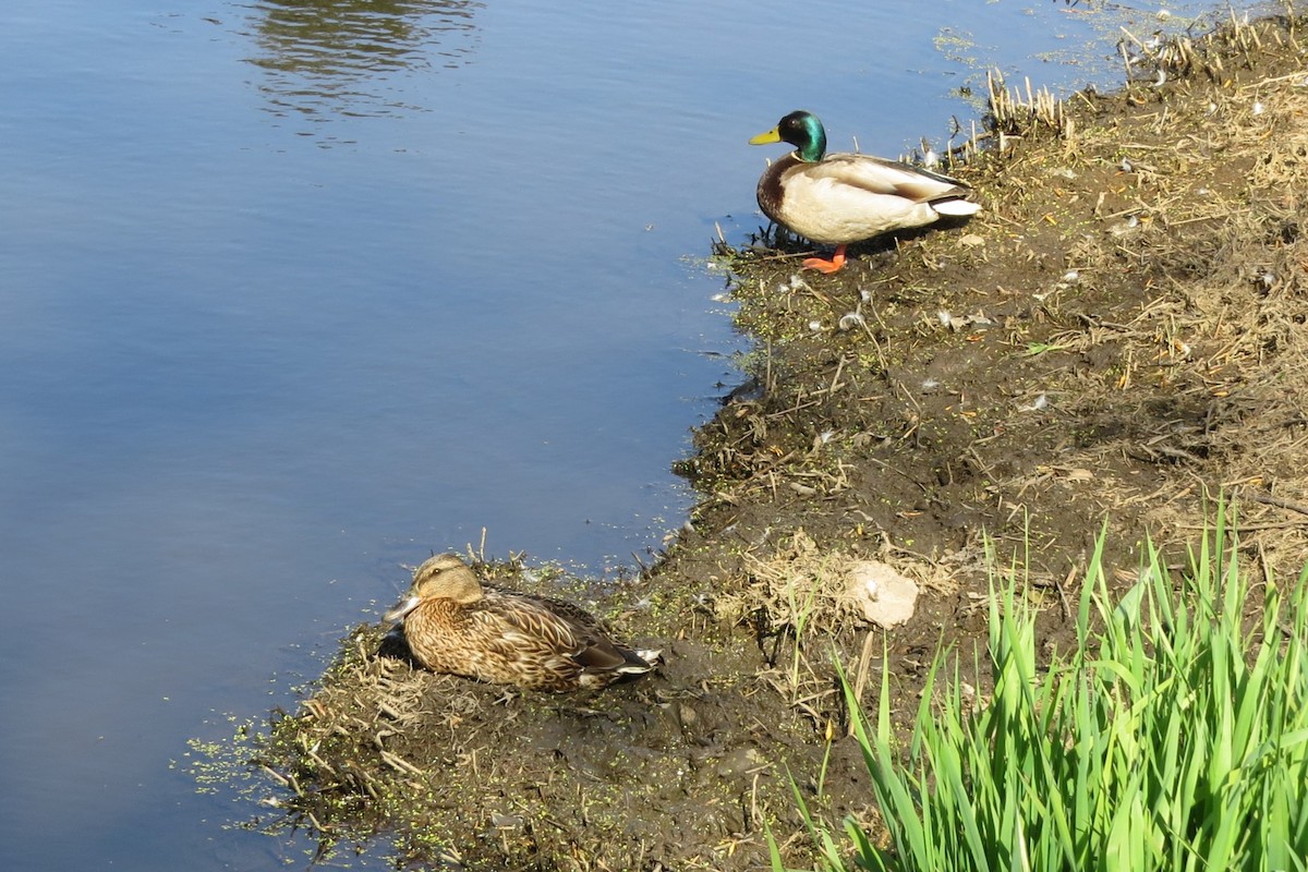 Mallard - ML634131958