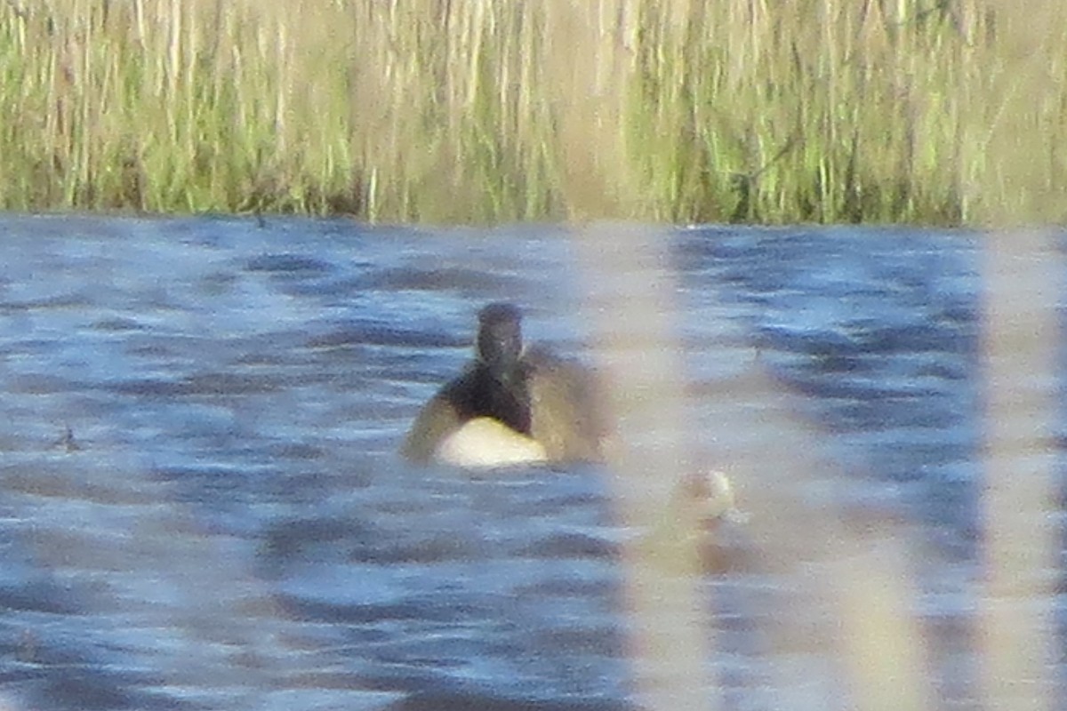 Canada Goose - ML634131988