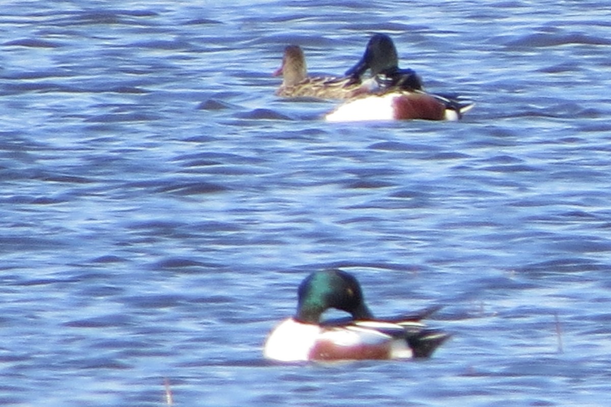 Northern Shoveler - ML634132009