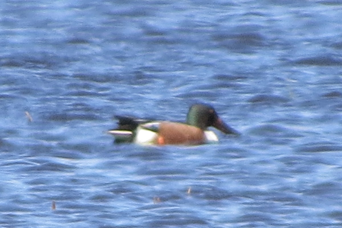 Northern Shoveler - ML634132010