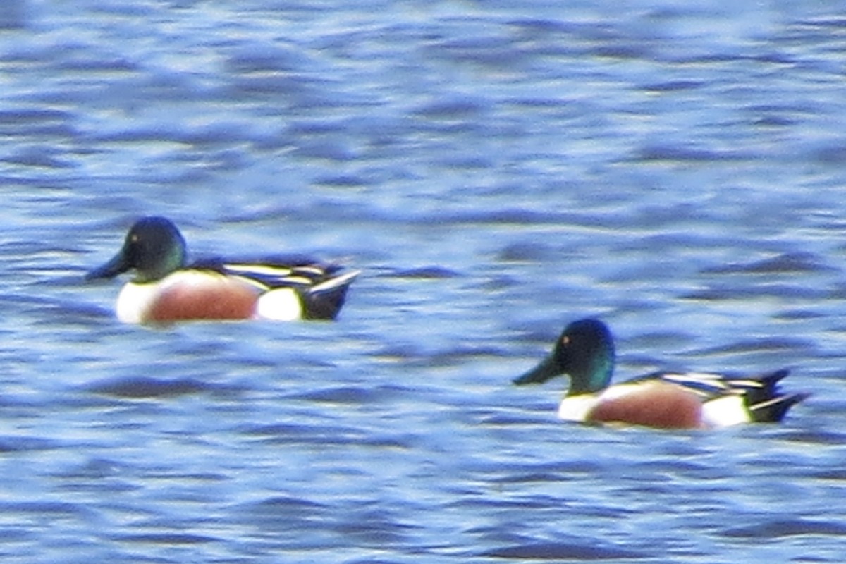Northern Shoveler - ML634132011