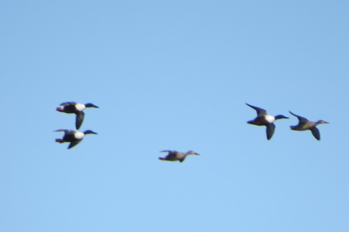 Northern Shoveler - ML634132026