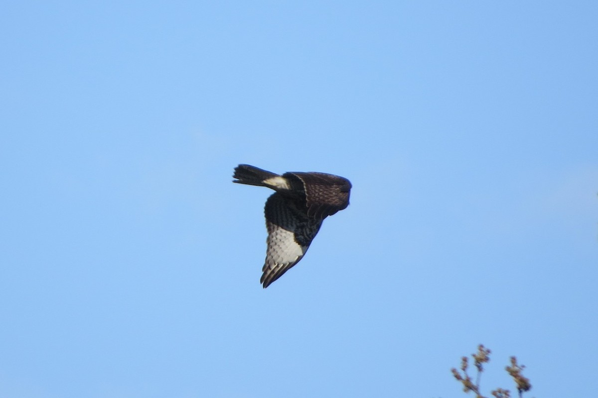 Red-tailed Hawk - ML634132118