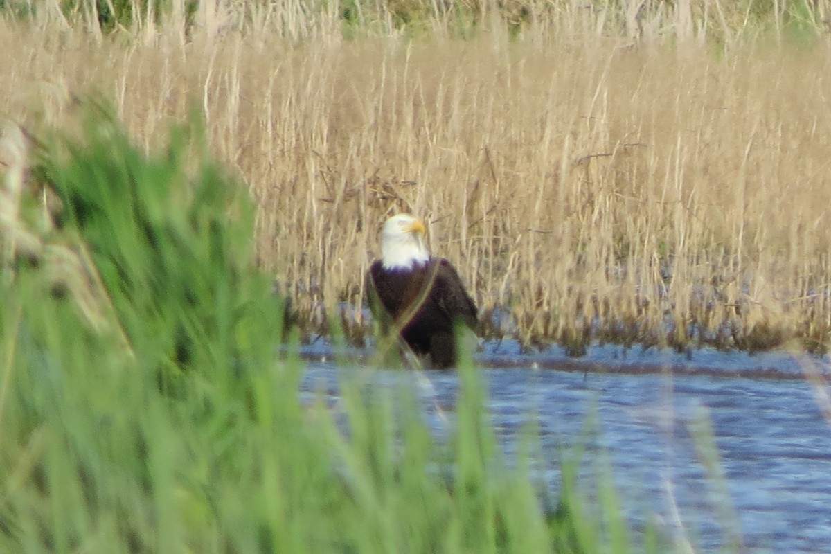 Bald Eagle - ML634132142