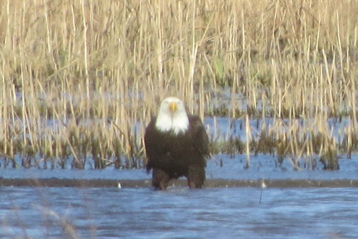 Bald Eagle - ML634132143