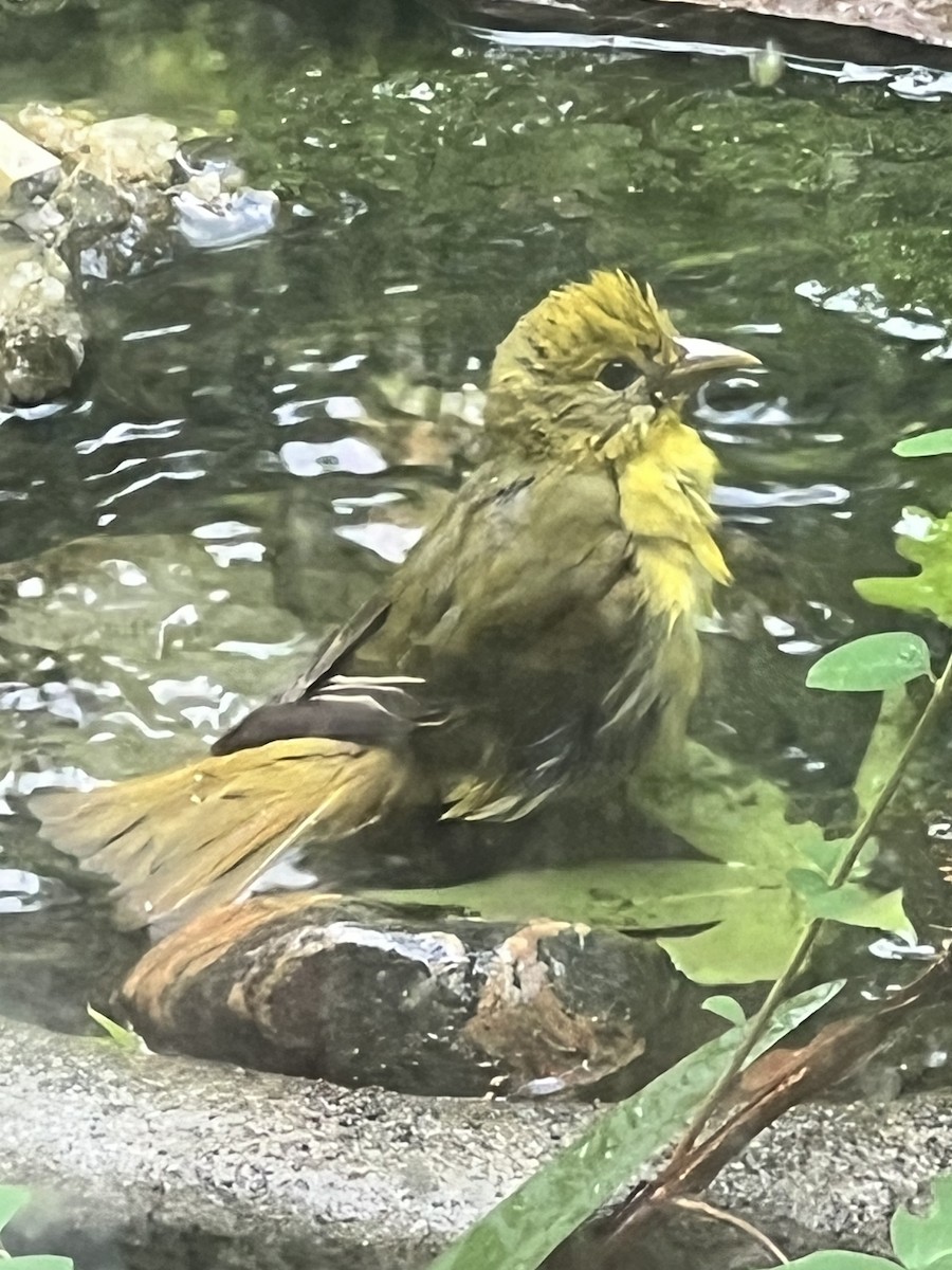 Scarlet Tanager - ML634132167