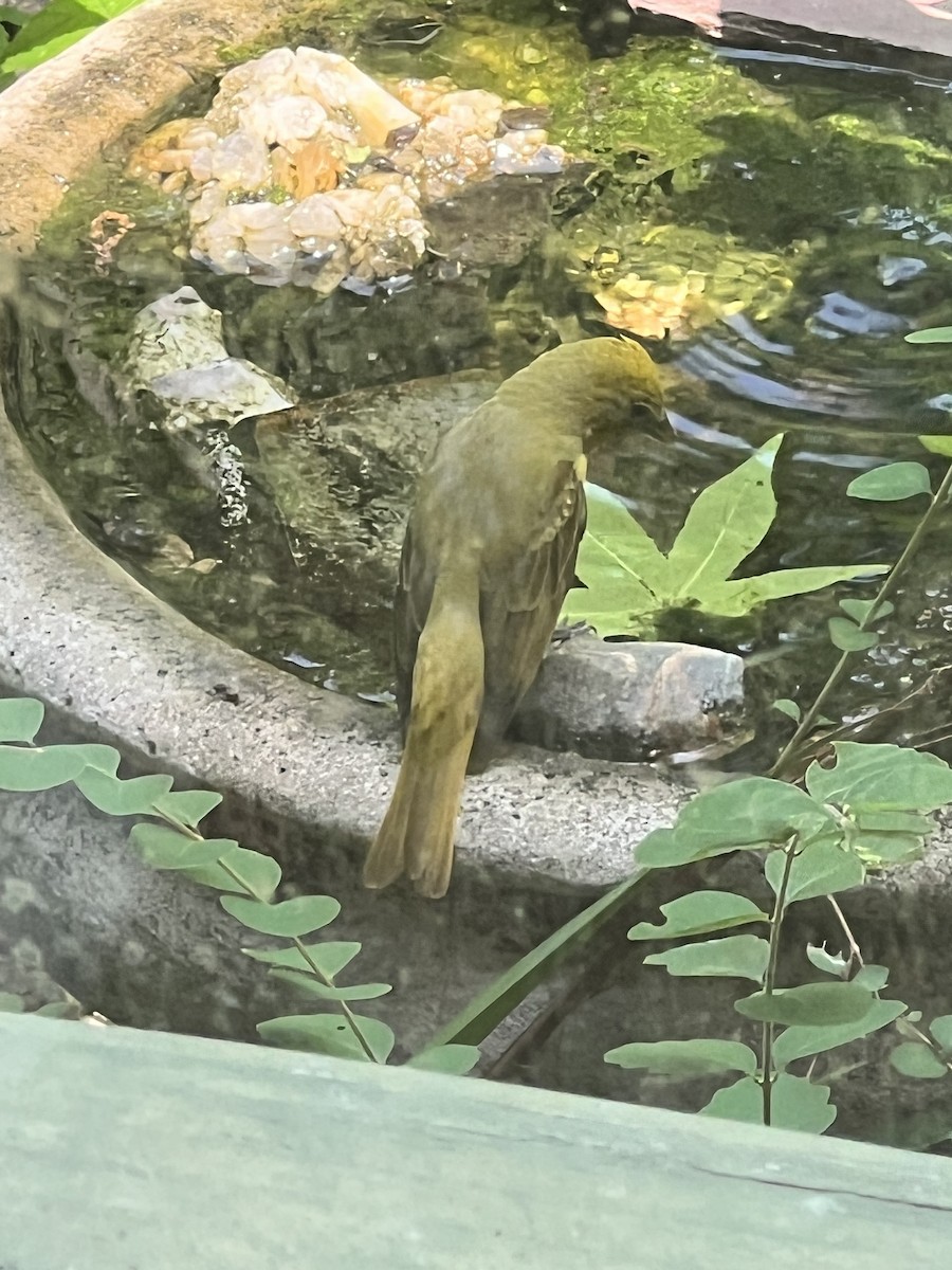 Scarlet Tanager - ML634132168