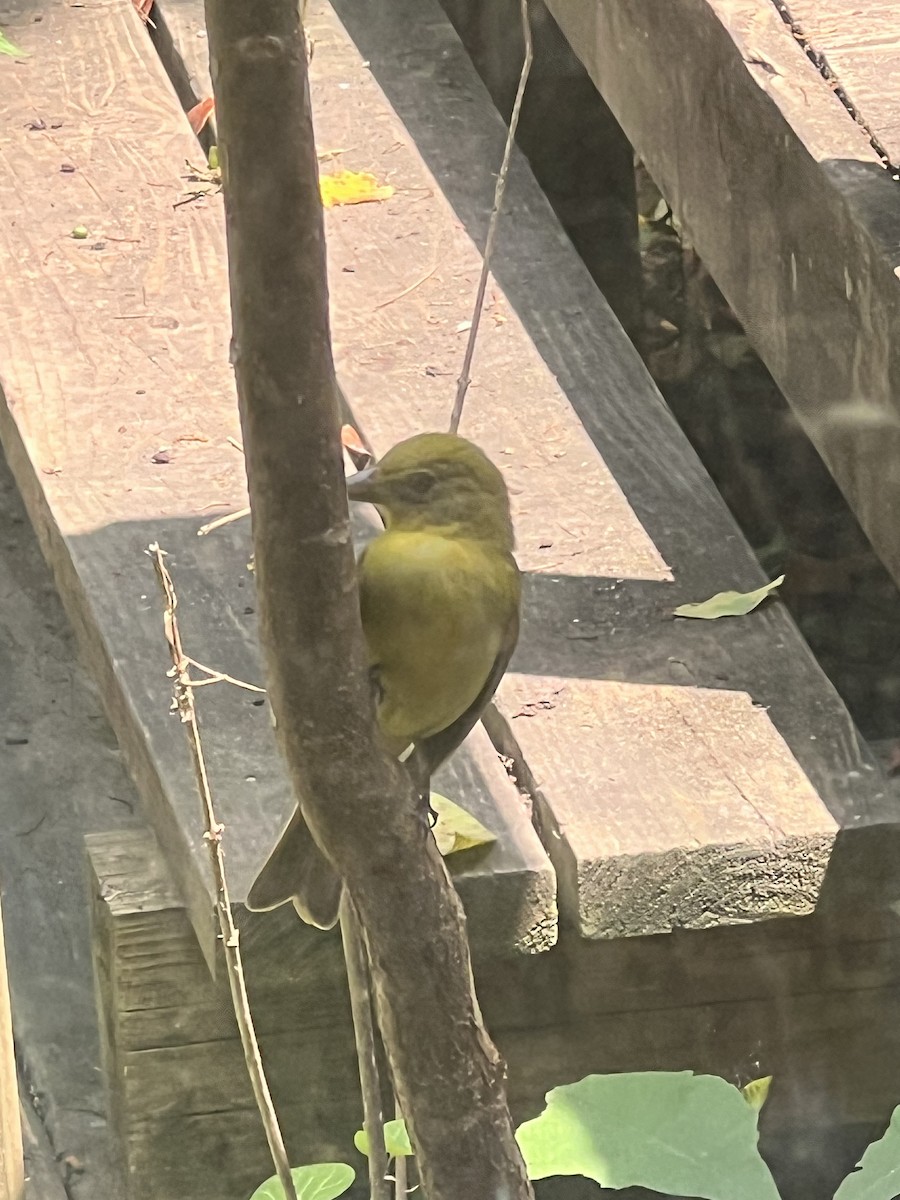 Scarlet Tanager - ML634132169