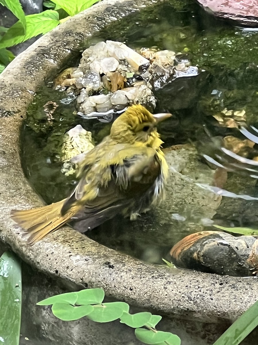 Scarlet Tanager - ML634132171